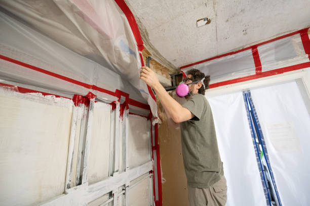 Trusted Shirley, NY Mold Removal Experts